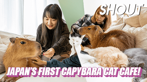 Capybara Cat Cafe Japan Capy Neko Kichijoji Tokyo Japanese pets animals new  11