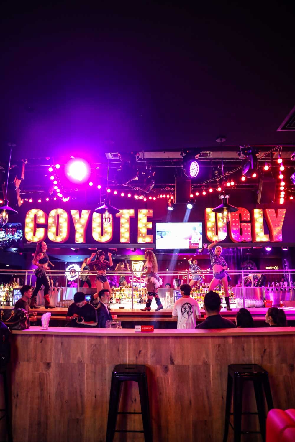 coyote-0658