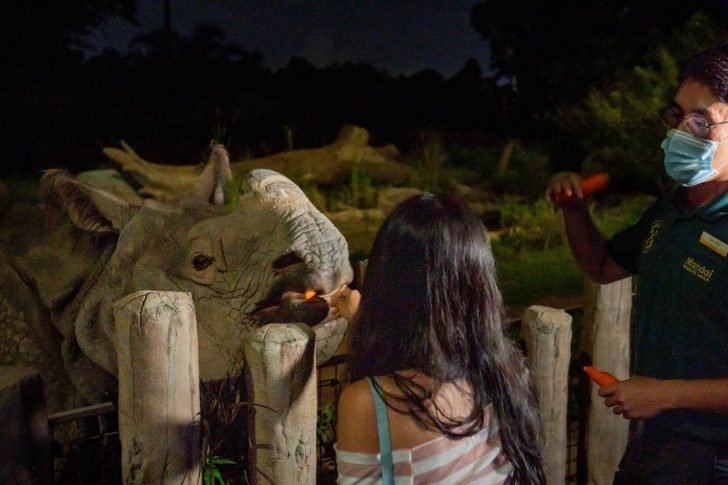 FIRST EVER INDIAN RHINOCEROS FEEDING SESSIONS IN SINGAPORE AT NIGHT ...